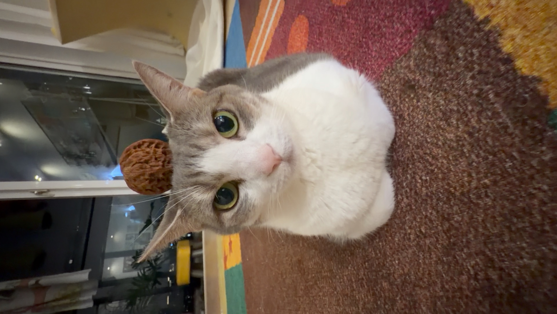 文玩小猫