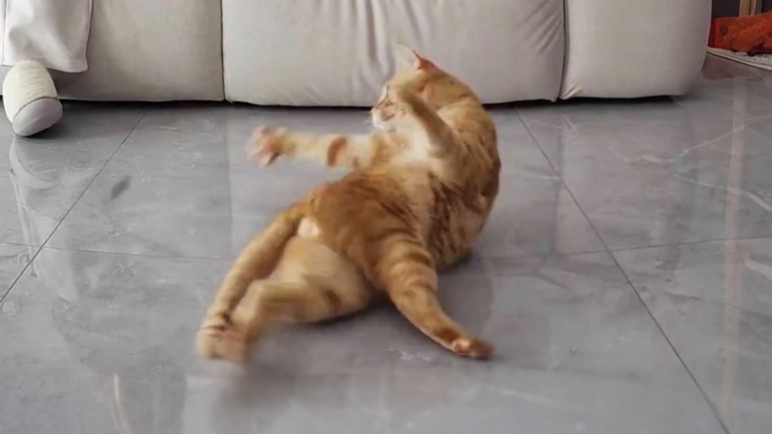 《会点街舞看给它狂的》