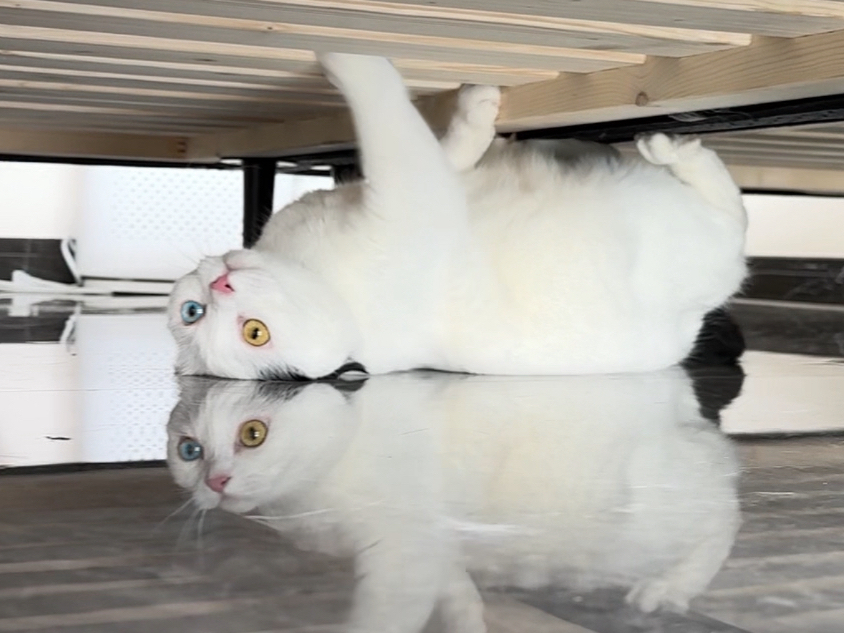 奶牛猫多少有点行为艺术在身