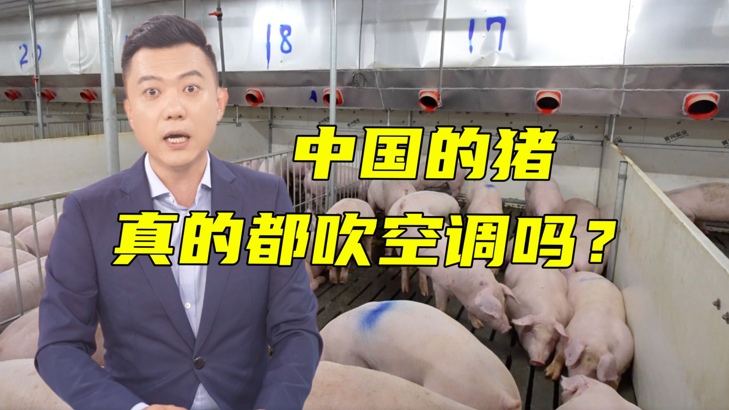 “中国养猪场都用上空调了”！这是真的吗？【主播说三农】