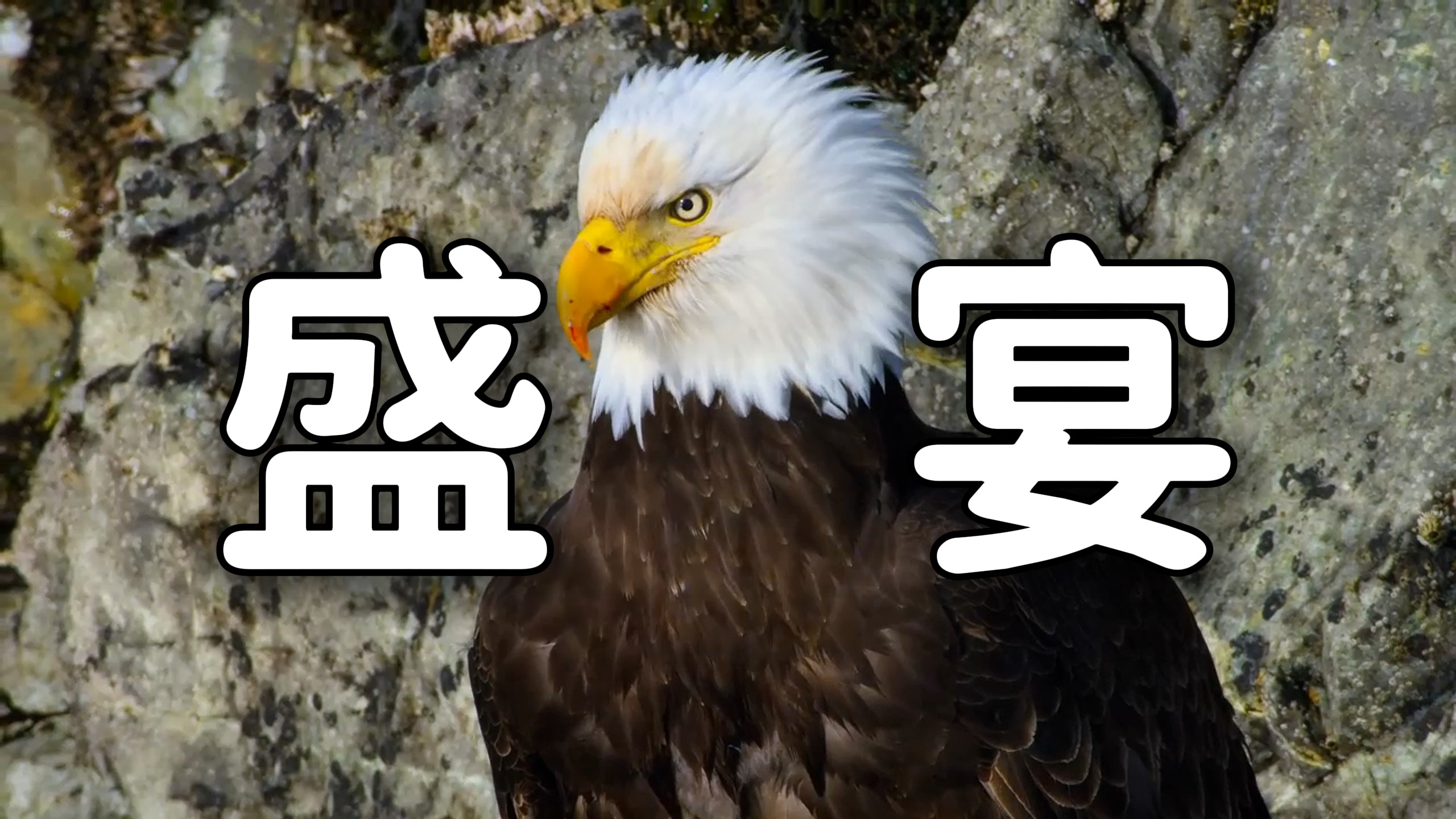 “ 被众多捕食者围猎的鲱鱼到底有多惨 ”