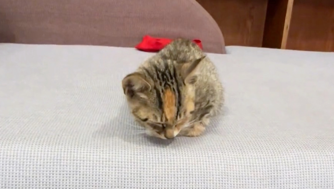 为了打败老鼠，特地买了一只狸花猫